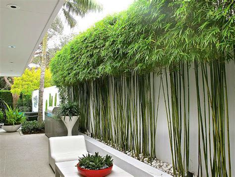10 Bamboo Landscaping Ideas Garden Lovers Club