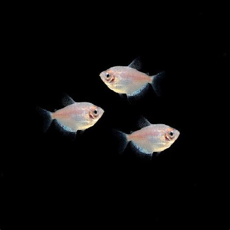 Starlight White Tetra Add On Collection Glofish Llc