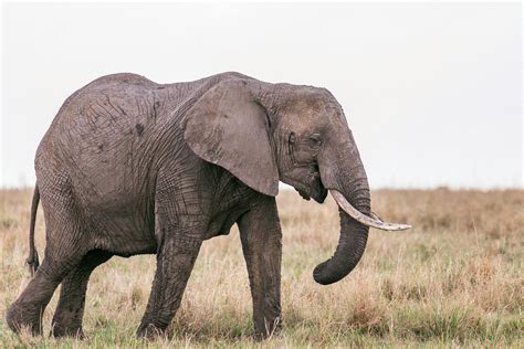 Gray Elephant Grazing In Savanna · Free Stock Photo