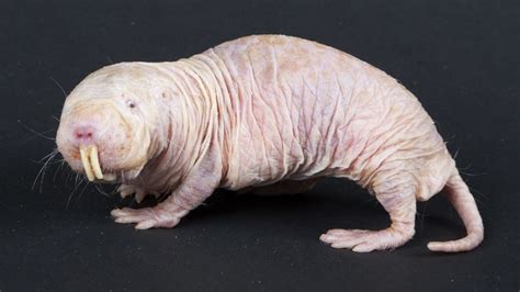 Naked Mole Rats Survive Without Oxygen By Turning Into