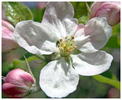 Apple blossom | Apple blossom, Blossom, Cherry blossom