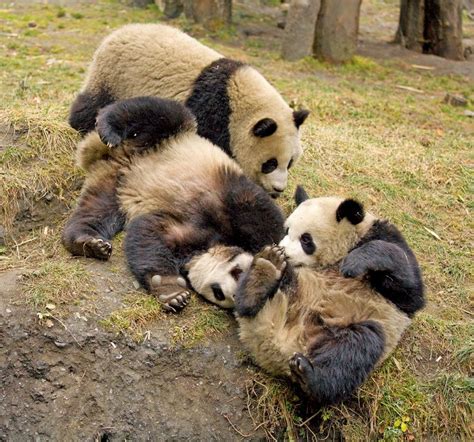 Pandas Playing Panda Giant Panda