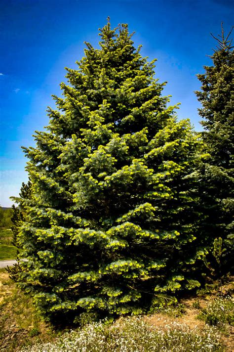 Rocky Mountain Bristlecone Pine Trees For Sale The Tree Center