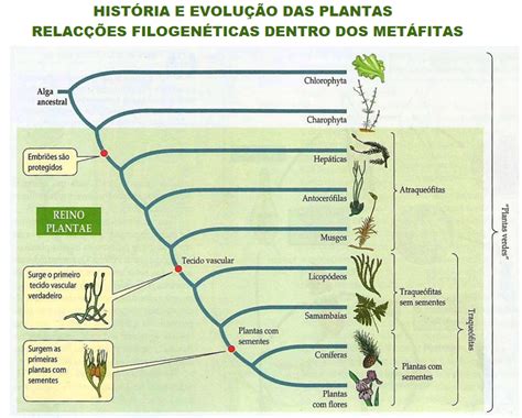 Biologia Para A Vida EvoluÇÃo Das Plantas