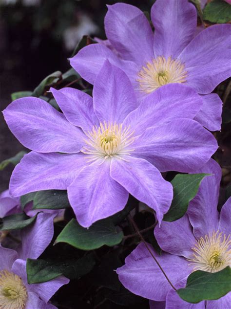 Year after year they continue to bloom mostly no matter what the conditions. Product Viewer - Clematis Diana's Delight