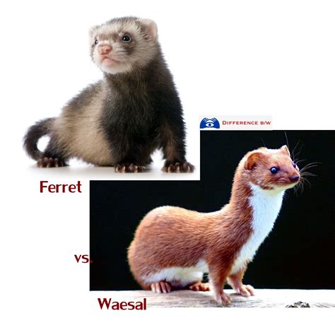 Difference Between Weasel And Ferret Difference Between Ferret