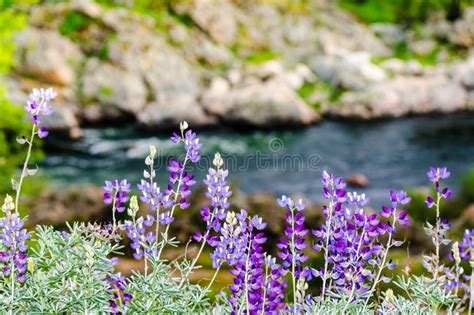 Purple Flowers At Rivers Edge Stock Image Image Of Purple Land