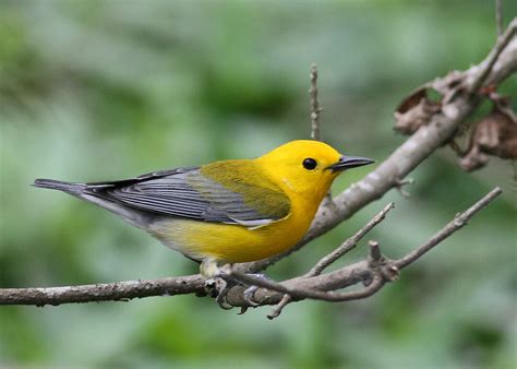 Spring Migration Has Begun Audubon Louisiana