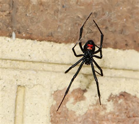 Northern Black Widow Latrodectus Variolus Nwpbl0508 Flickr Photo
