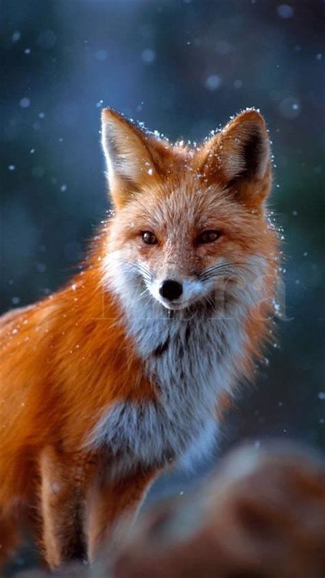 Pin By Kaylifoxgirl On Eläimiä Majestic Animals Animals Beautiful