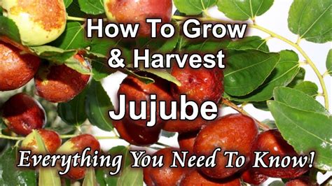 How To Grow And Harvest Jujube Chinese Date At Home Jujube Fruit