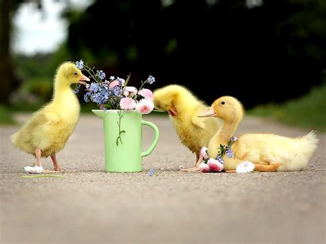 Alibaba.com offers 3,555 ducks pets products. 177 best images about My Pet Ducks on Pinterest