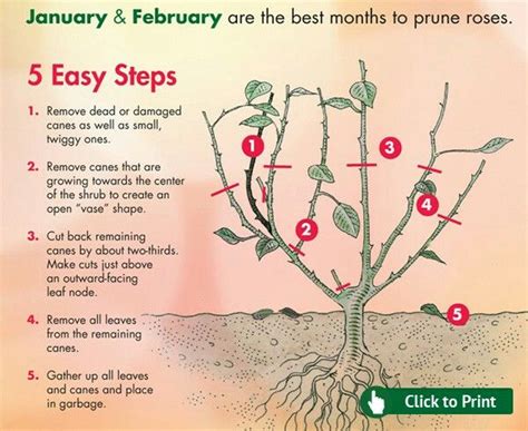 When Is The Best Time To Trim Rose Bushes In Illinois - When To Cover Roses For Winter