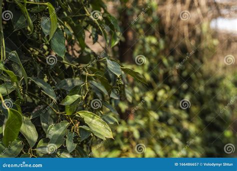 Black Pepper Plants Growing On Plantation In Asia Ripe Green Peppers