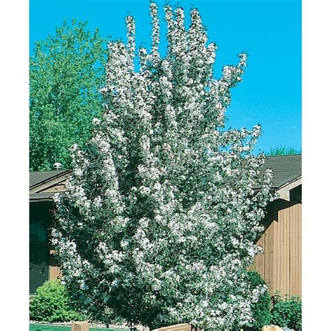 127 Gallon White Flowering Sugar Tyme Crabapple In Pot With Soil In