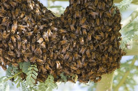 Unbeelievable Woman Stung One Thousand Times By Swarm Of Killer Bees Daily Star