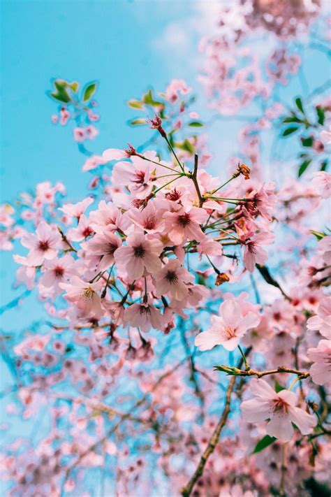 Aesthetic Blossom Tree Wallpapers Wallpaper Cave