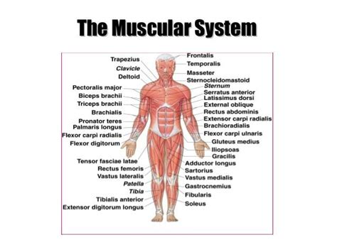 The Role Of The Muscles In Performing The Movement Science Online