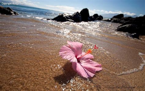 Pink Sand Beach Hawaii Beachy Keen Pinterest