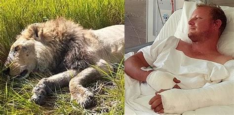 Researcher Punches Lion In The Face After Being Attacked In His Tent