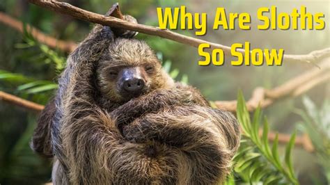 Why Are Sloths So Slow Youtube