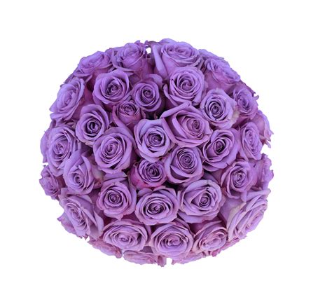 Buy 2 Dozen Farm Fresh Purple Roses Bouquet By Justfreshroses Long