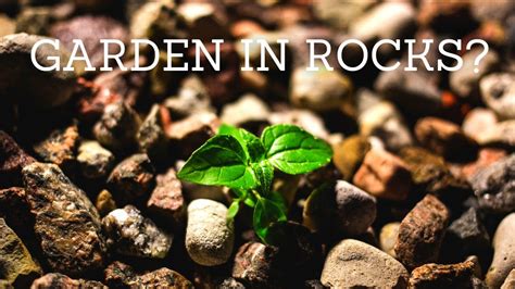 How To Grow A Garden In Rocky Soil Youtube