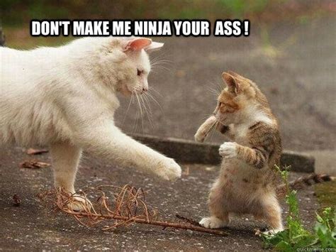 Get The Fresh Funny Ninja Cat Pictures Hilarious Pets Pictures