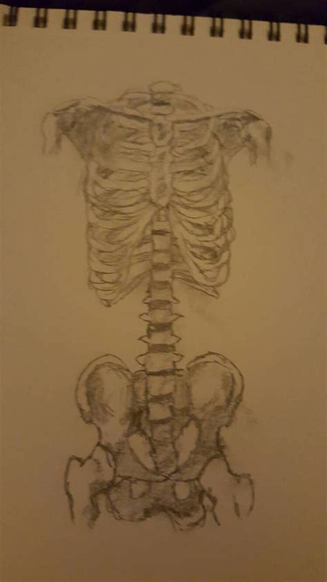 Anatomy Work By Somedrunk On Deviantart