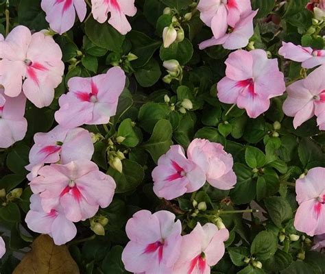 It grows in partial shade in usda zones 6 through 9. Five Flowers That Grow In Full Shade | Flowers that like ...
