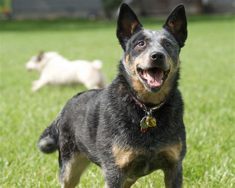 Australian Cattle Dog Breed Pictures Photos And Images