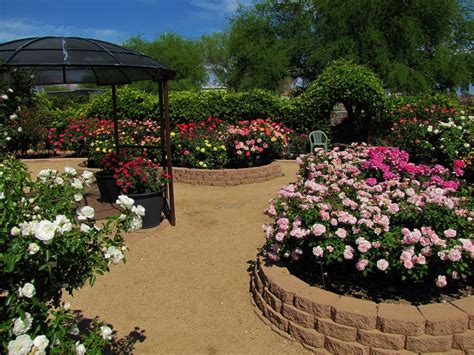 Las Aventuras A Rose Garden In Tucson