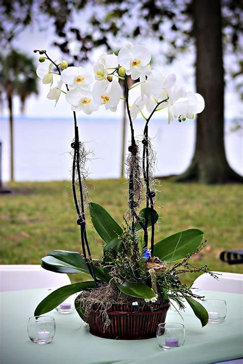 This Is A Beautiful Close Up Of A White Orchid Centerpiece Used In An Outdoor Wedding White