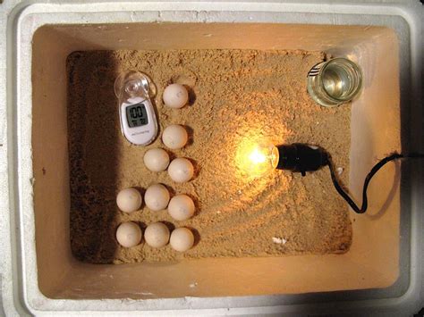 10 Tips For Hatching Chicken Egg In An Incubator The Poultry Guide