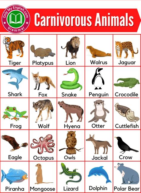 Carnivores Animals Name List With Pictures Carnivorous Animals