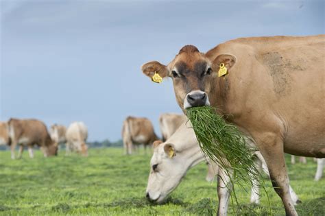 Understanding The Role Of Rumen Microbes Dairy Global
