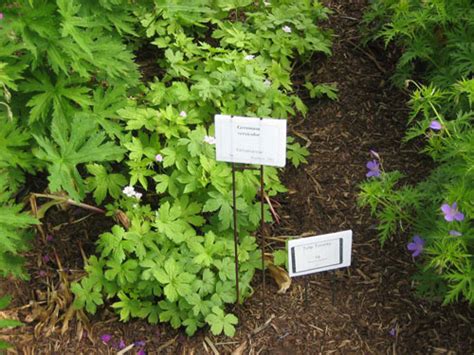 Cornell Bulb/Perennial Combos
