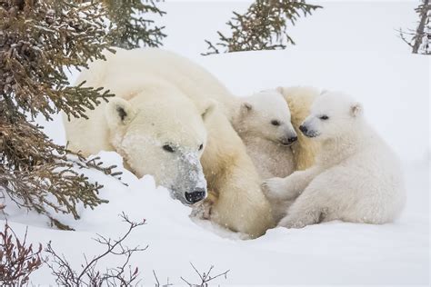 Polar Cuddle