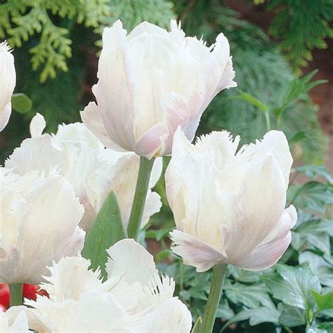Buy Tulip White Parrot J Parkers Dutch Bulbs