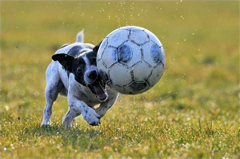 These 30 Animals Are Seriously In Love With Soccer Best Photography