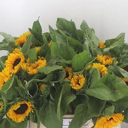 Sunflowers Vincent S Choice Extra 60cm Wholesale Dutch Flowers