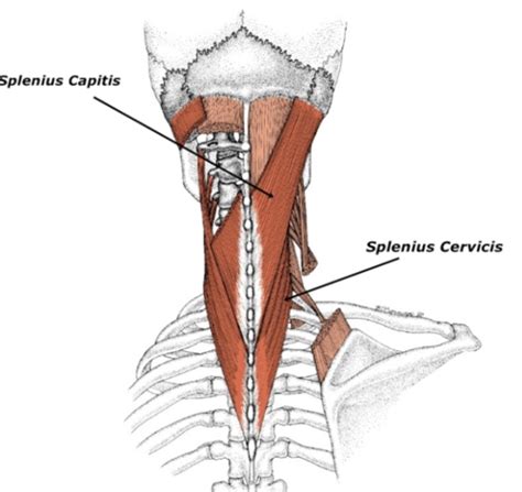 Cervical Motor Control Part 1 Clinical Anatomy Of Cervical Spine