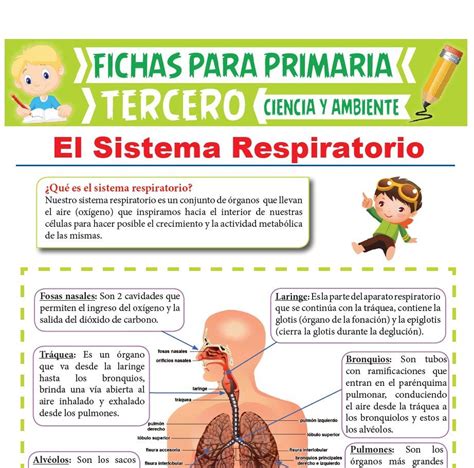 Search Results Fichas Para Trabajar Preescolares El Sistema