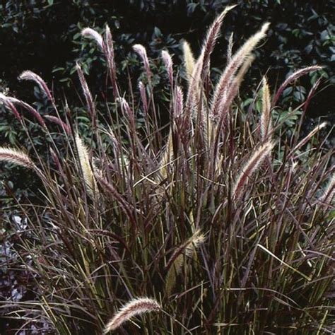Red Fountain Grass Rubrum Pennisetum Setaceum Mygardenlife