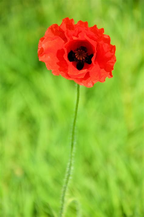A Poppy Free Stock Photo Public Domain Pictures