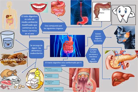 Sistema Digestorio Mapa Mental MODISEDU