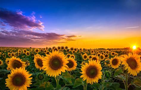 Free Download Wallpaper Field Sunflowers Landscape Sunset Flowers
