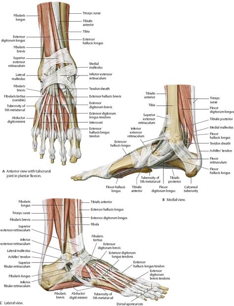 Pin By April D Brown On Human Body Foot Anatomy Medical Anatomy Anatomy