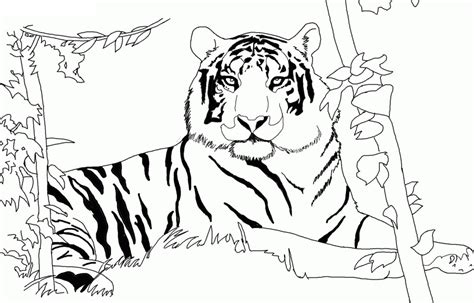 Tigre Africano Deitado Para Colorir Imprimir E Desenhar Colorir Me