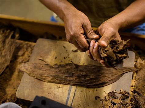 We found 272 results for cigar lounge in or near santa clarita, ca. How Many Leaves Go Into Making One Cigar? | Cigar Journal